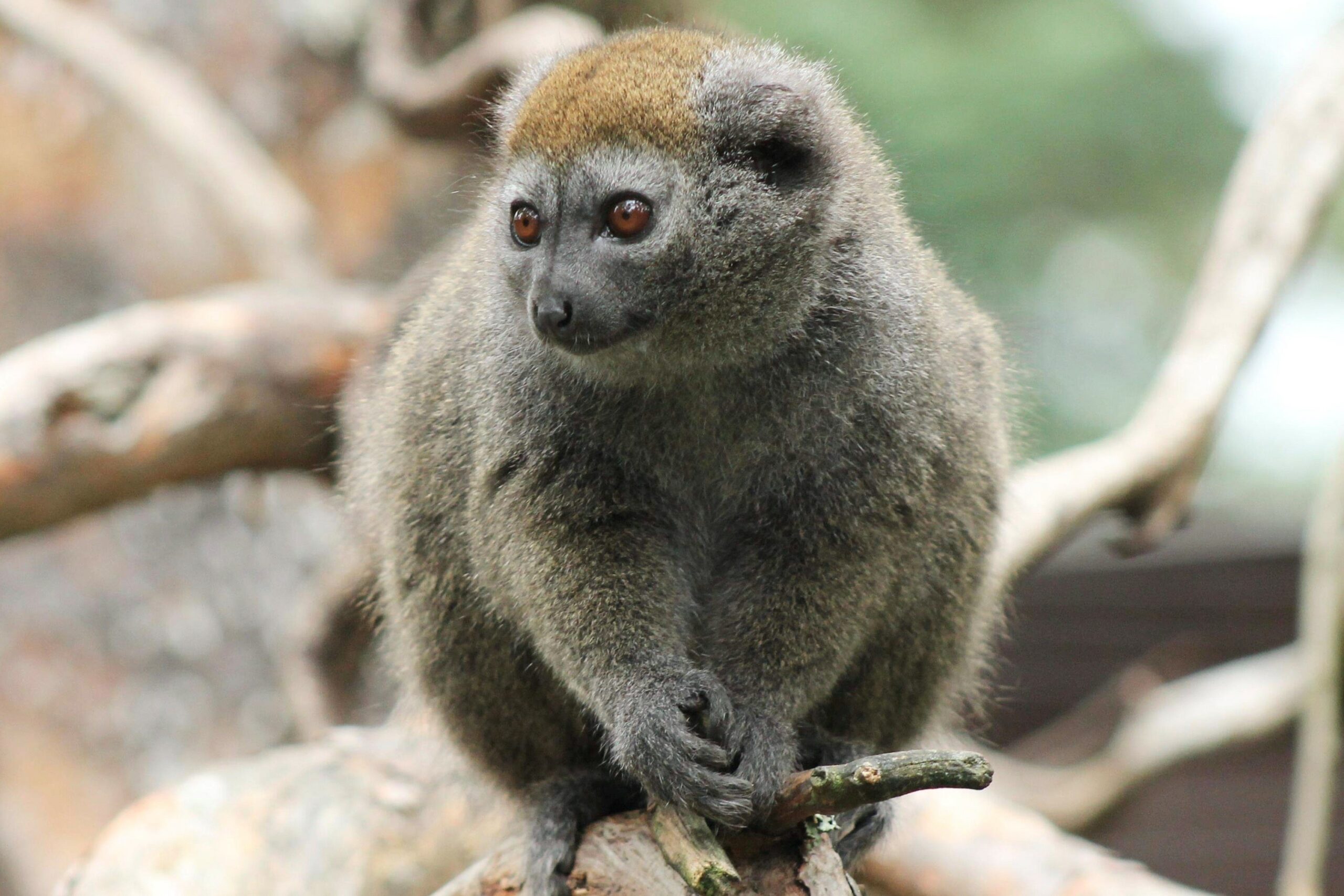Alaotralemur – Parken Zoo