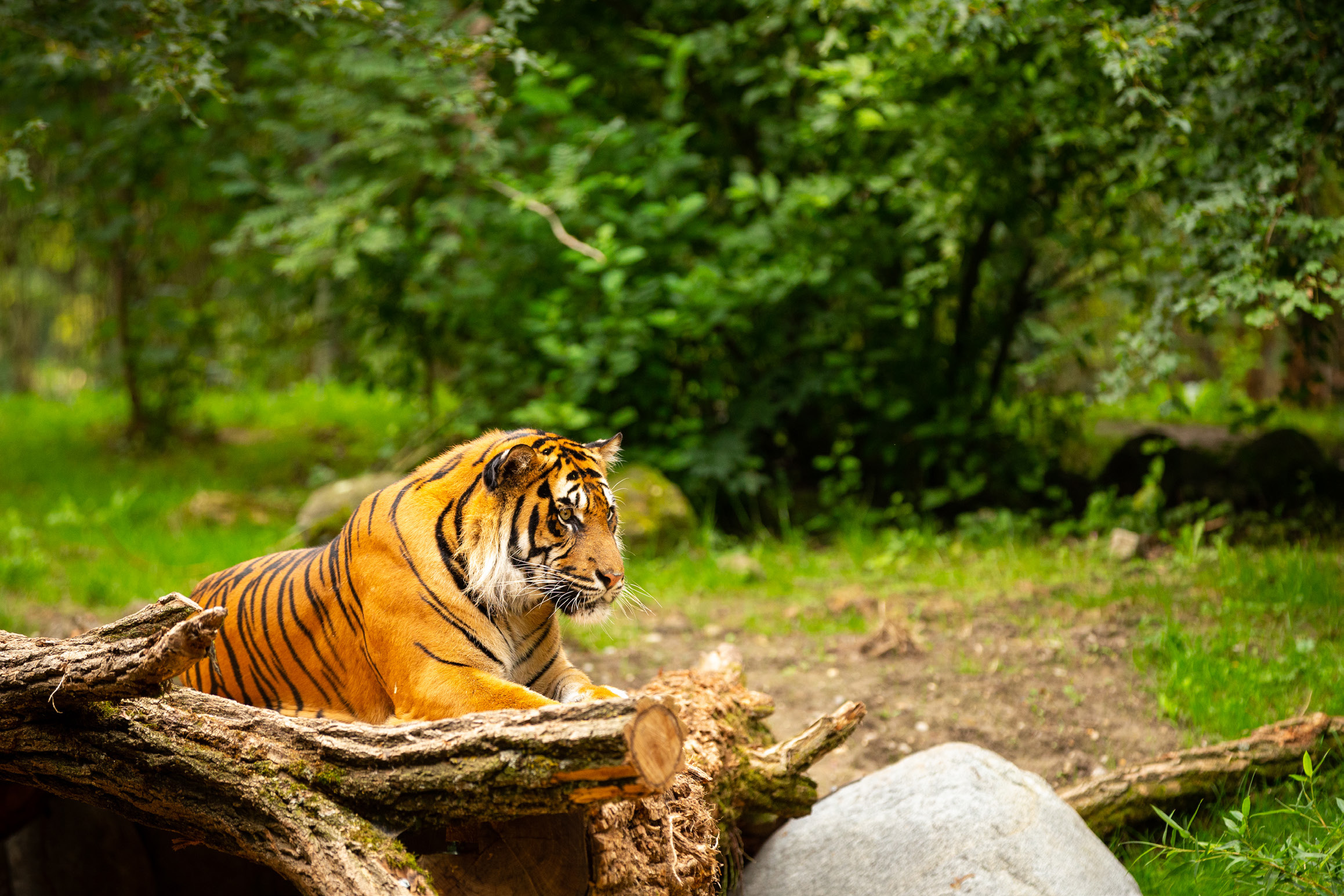 Tiger i djurparken
